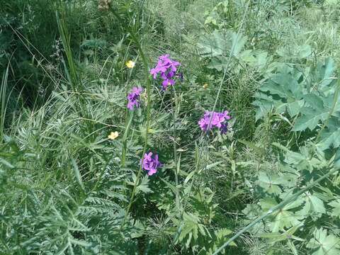 Imagem de Hesperis sibirica L.