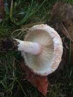 صورة Lactarius pubescens Fr. 1838