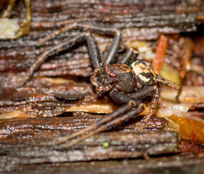 Image of Elegant Crab Spider