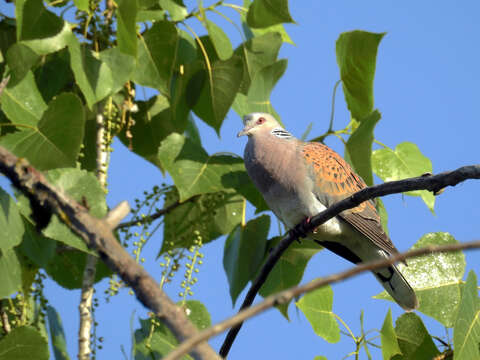 Image of turtle dove, european turtle dove