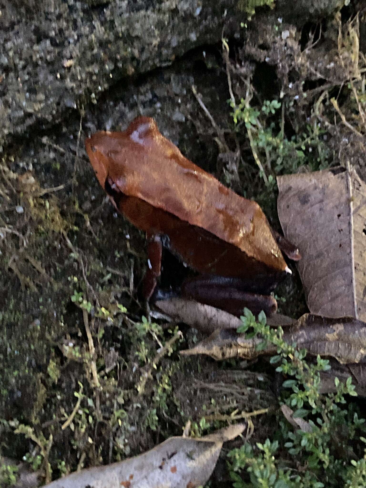 Image of Bicolored frog