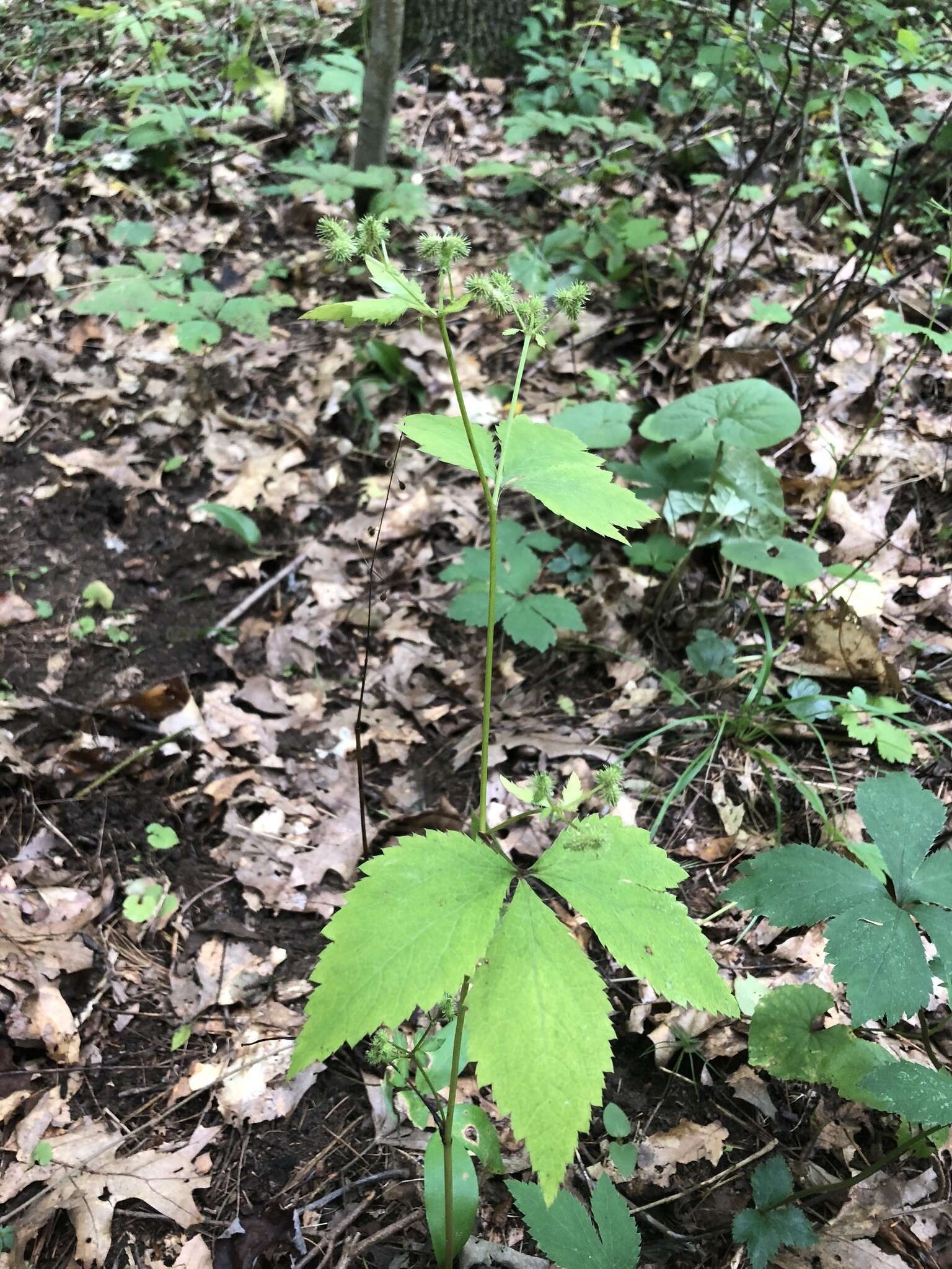 Image de Sanicula trifoliata Bicknell