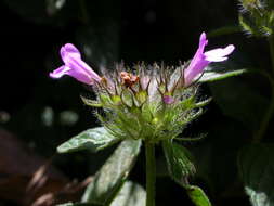 Слика од Clinopodium vulgare subsp. orientale Bothmer