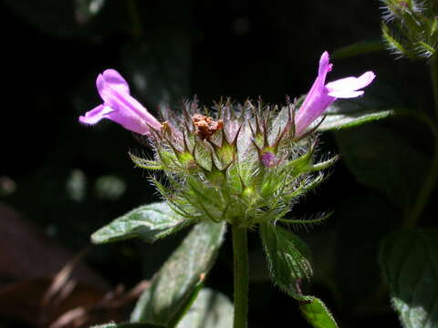 Image of Clinopodium vulgare subsp. orientale Bothmer