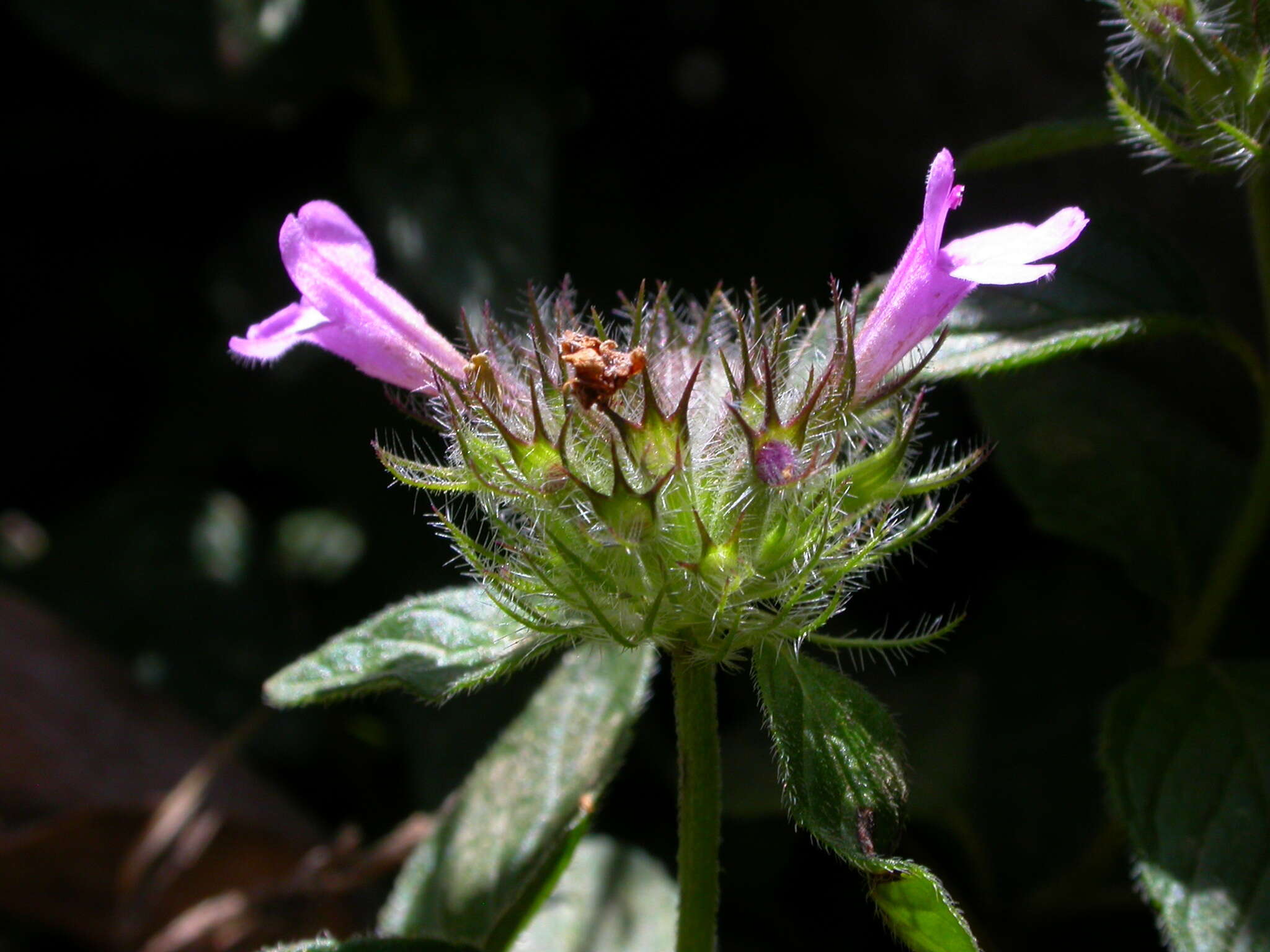 Слика од Clinopodium vulgare subsp. orientale Bothmer