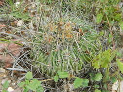 Image of Echinofossulocactus zacatecasensis Britton & Rose