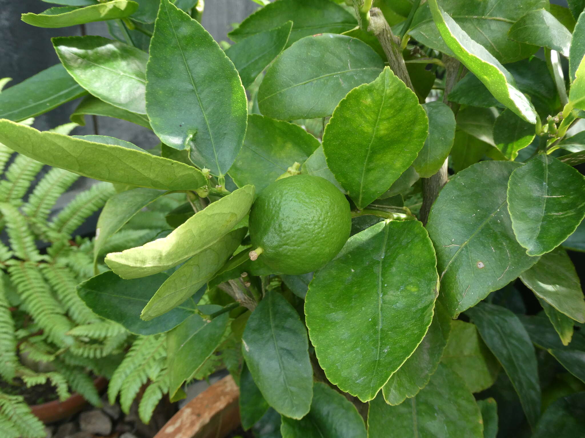Image of Persian lime