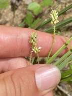 Image of Nuttall's milkwort