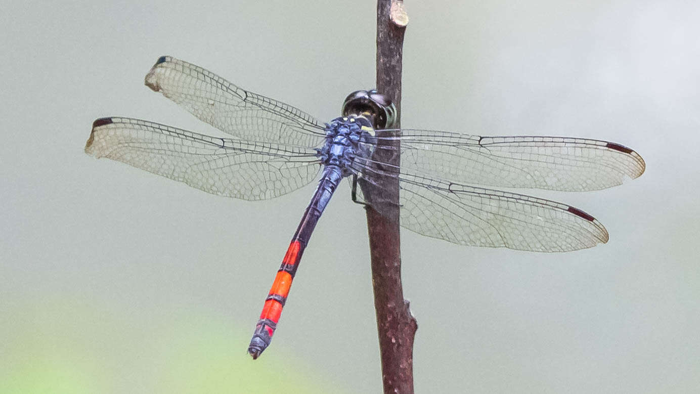 Nesoxenia lineata (Selys 1879) resmi