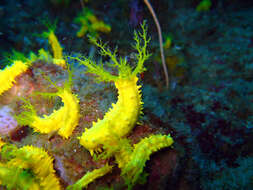 Image of robust sea cucumber