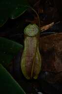 Image of <i>Nepenthes weda</i>