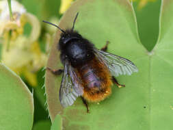 Image of Osmia cornuta (Latreille 1805)