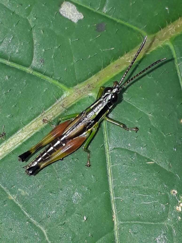 Image of Stenopola boliviana (Rehn & J. A. G. 1913)