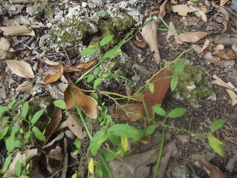 Image of Pavonia uniflora (Sessé & Moc.) Fryxell