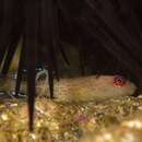 Image of Lined clingfish