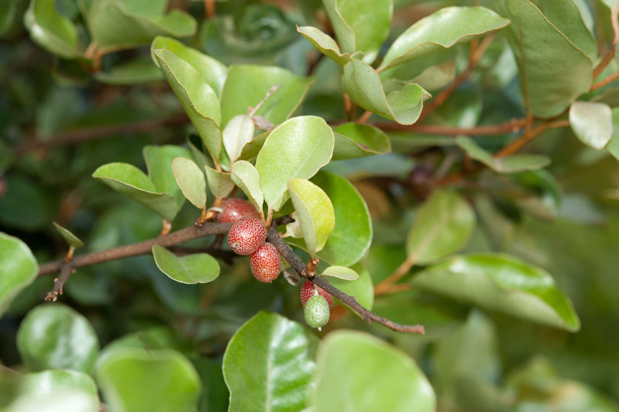 Image of Elaeagnus oldhamii Maxim.