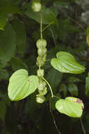 Dioscorea caucasica Lipsky的圖片