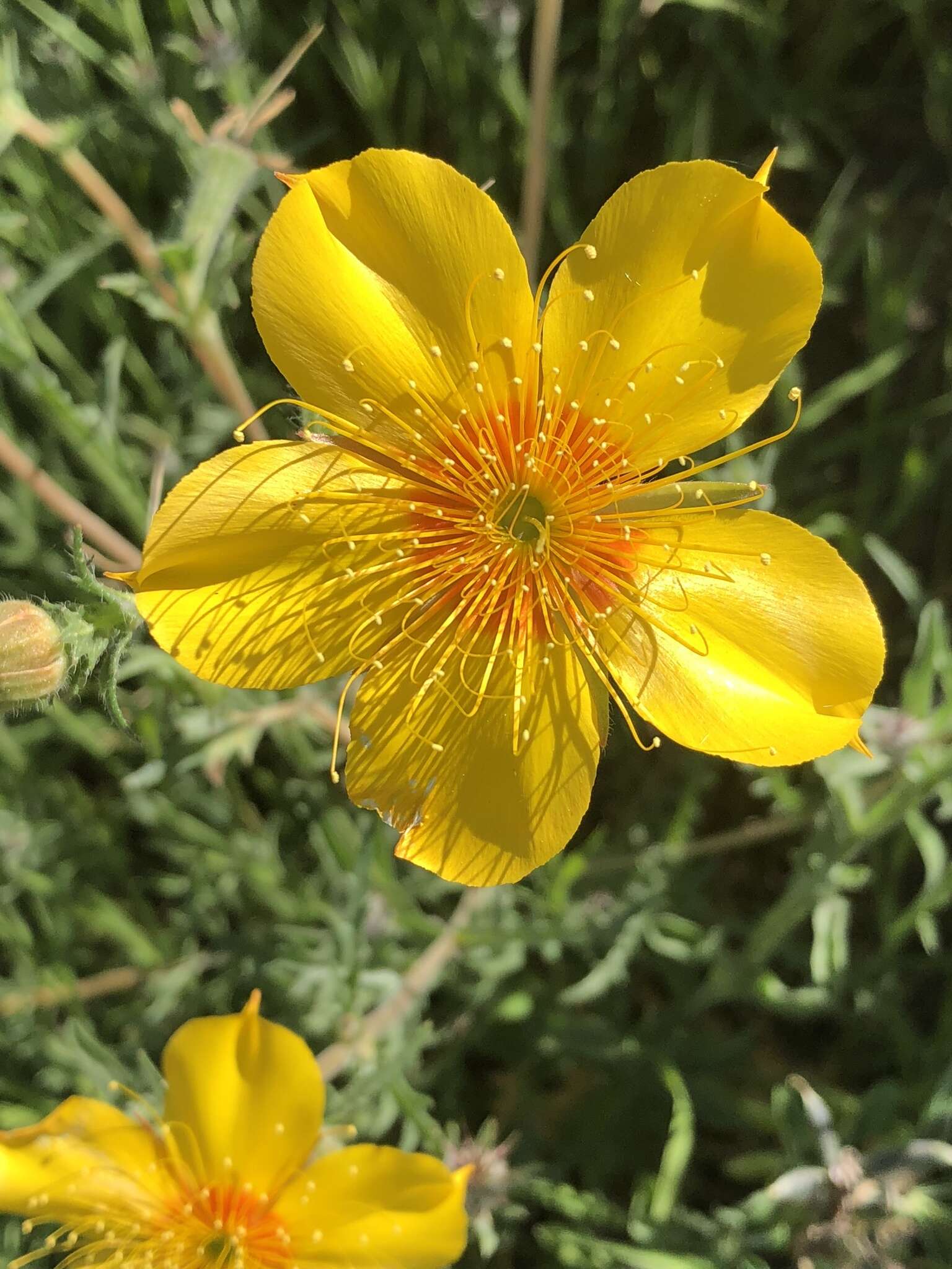 Image of Lindley's blazingstar