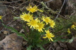 Image of Scorzonera sinensis Lipsch. & Krasch.