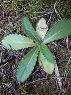 Imagem de Cirsium pumilum var. hillii (Canby) B. Boivin