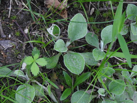 Image de Antennaria parlinii subsp. fallax (Greene) R. J. Bayer & G. L. Stebbins