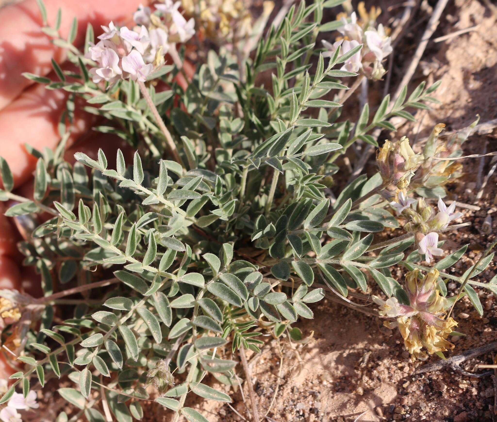 Imagem de Astragalus lotiflorus Hook.