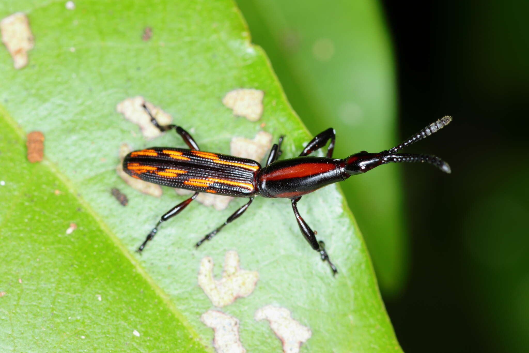 Image of Brentus vulneratus Gyllenhal 1833