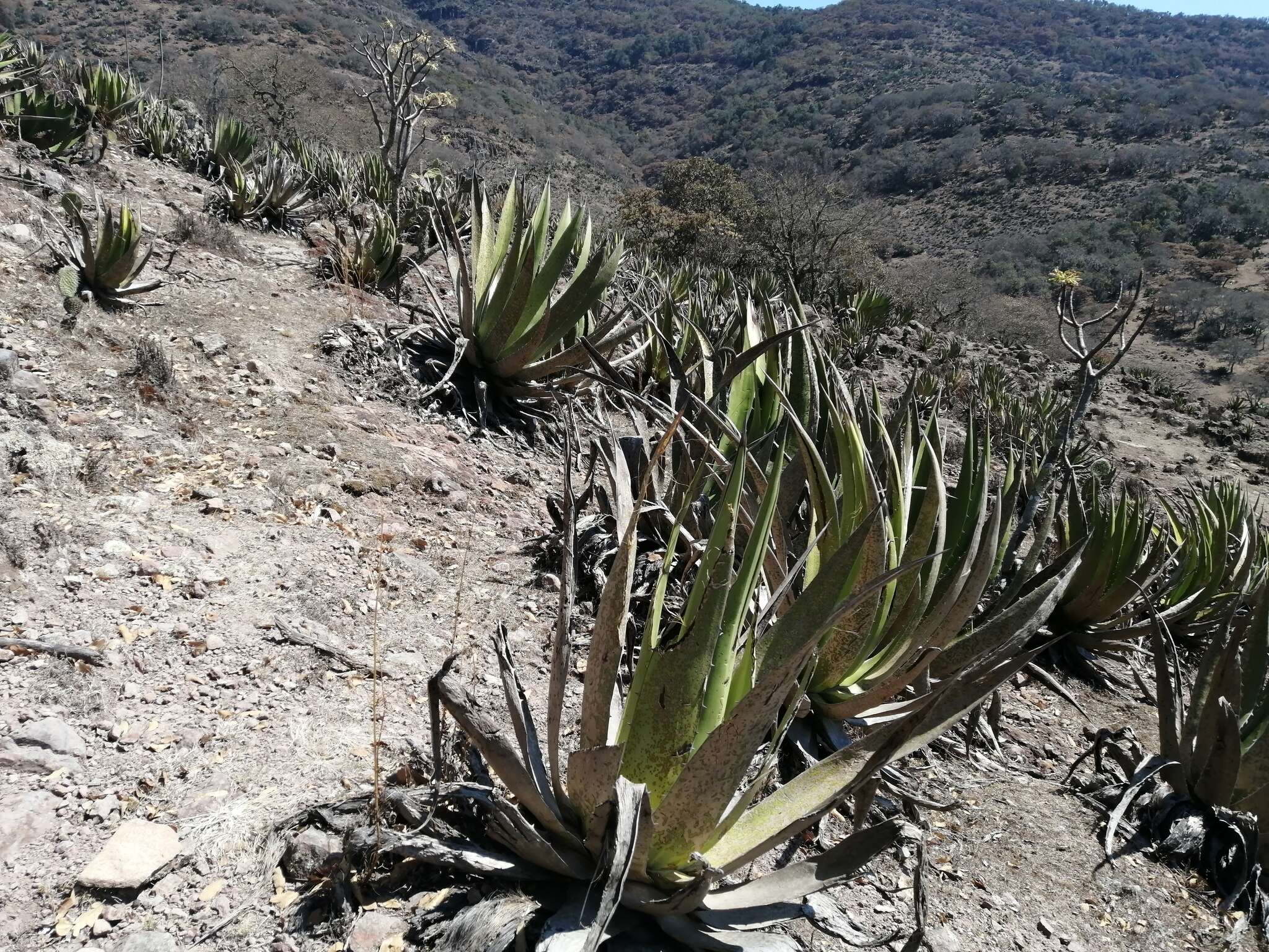 Слика од Agave triangularis Jacobi