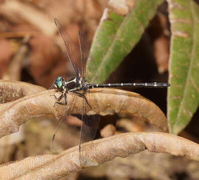 Image of Eusynthemis guttata (Selys 1871)