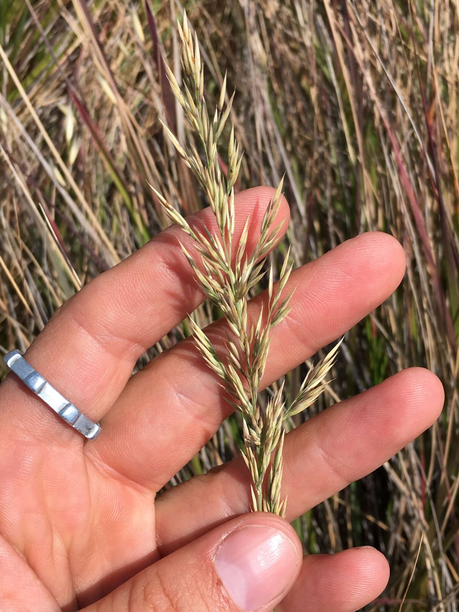 Image of serpentine reedgrass