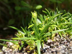 Image of Colobanthus apetalus (Labill.) Druce