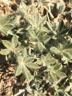 Image of Brewer's Lupine