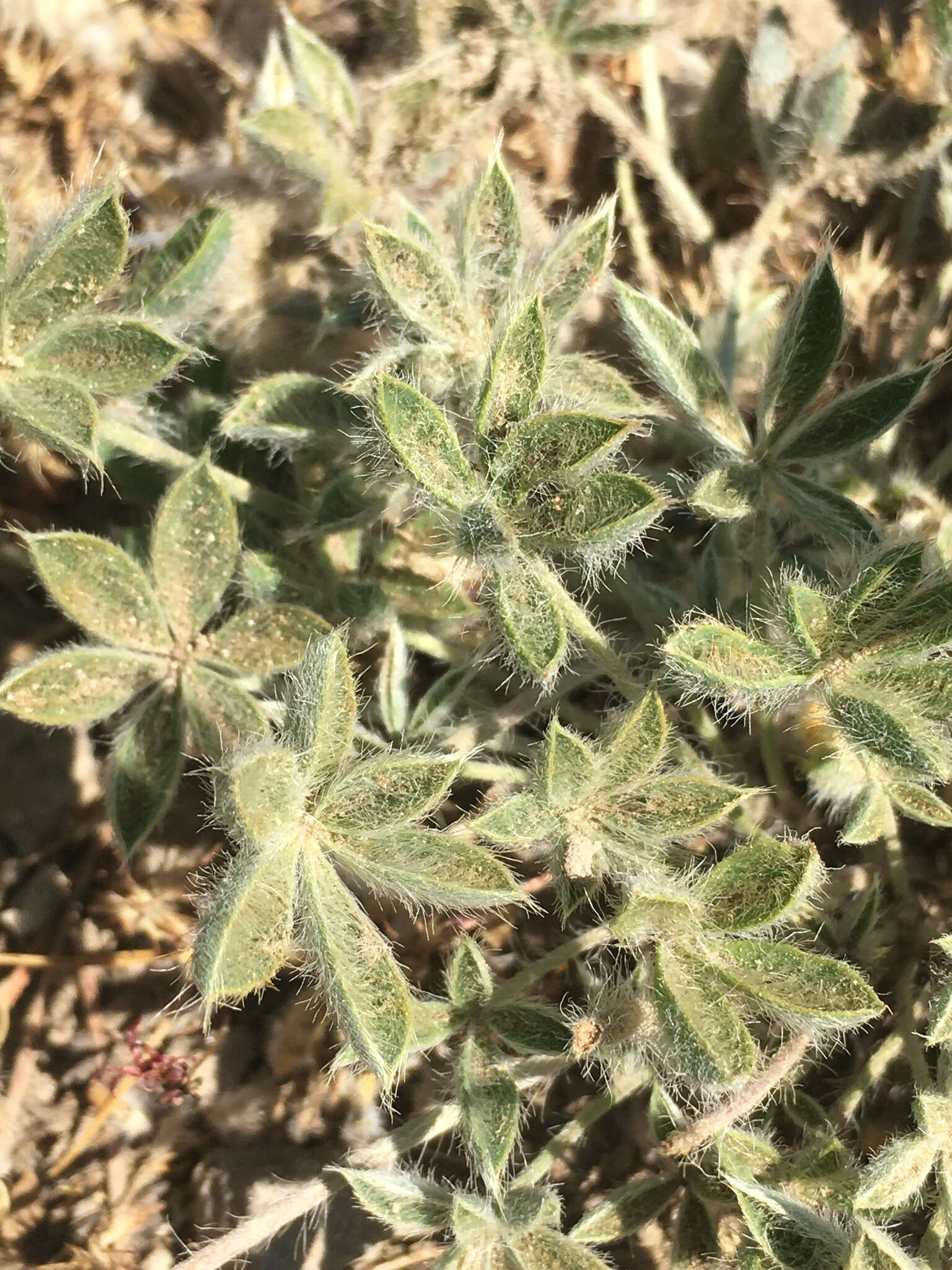 Image of Brewer's Lupine