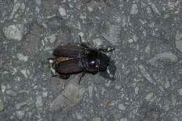 Sivun Serrognathus (Brontodorcus) thoracicus (Möllenkamp 1902) kuva