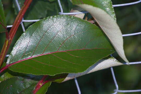 Image of Yunnan poplar