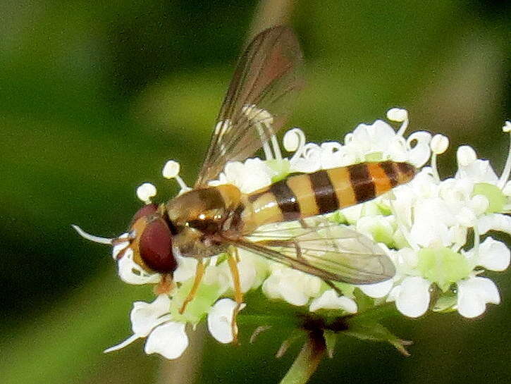 Image of Banded Meliscaeva