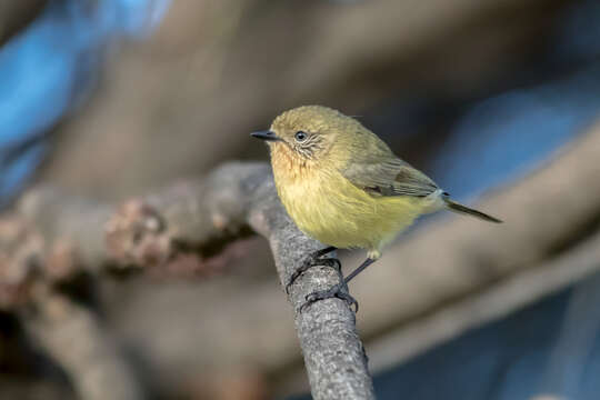 Image of Yellow Thornbill