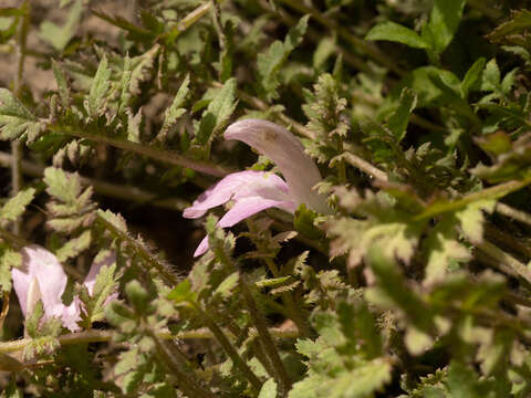 Image of Pedicularis artselaeri Maxim.