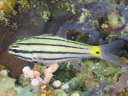 Image of Toothy cardinalfish