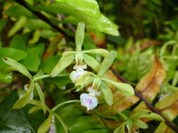 Image of Encyclia ceratistes (Lindl.) Schltr.