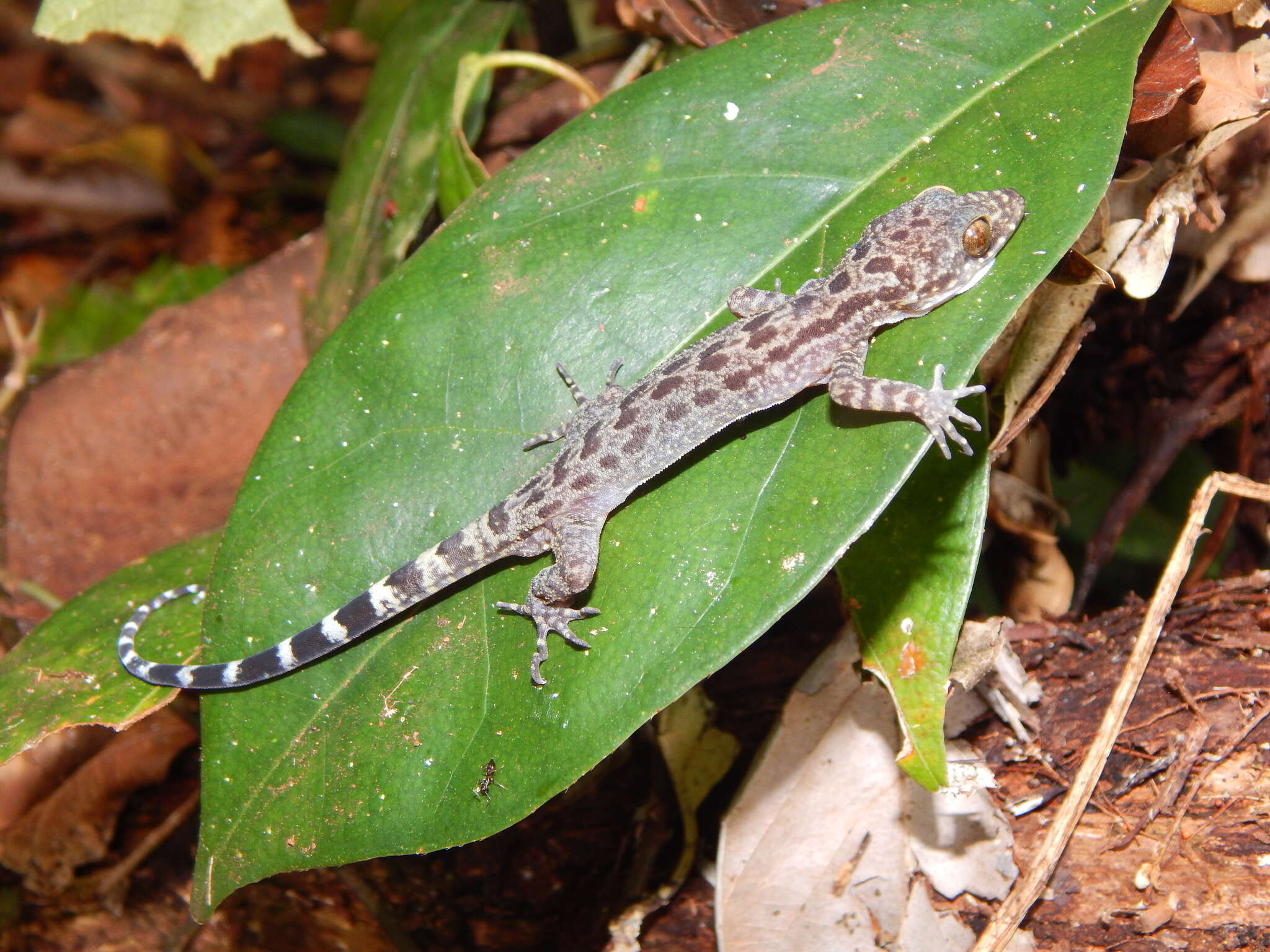 Image of Cyrtodactylus majulah Grismer, Wood & Lim 2012