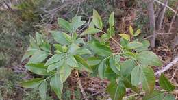 Heteromorpha arborescens var. abyssinica (Hochst. ex Rich.) H. Wolff的圖片