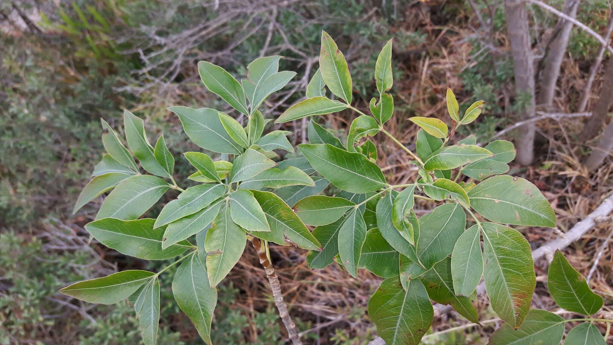 Heteromorpha arborescens var. abyssinica (Hochst. ex Rich.) H. Wolff的圖片