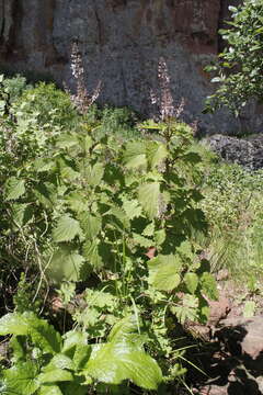 Image of Plectranthus grallatus Briq.