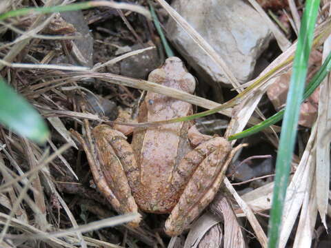 Image of Brown frog