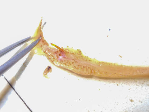 Image of Boreoatlantic armhook squid