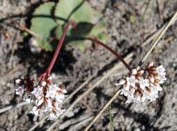 Image of Crassula saxifraga Harv.