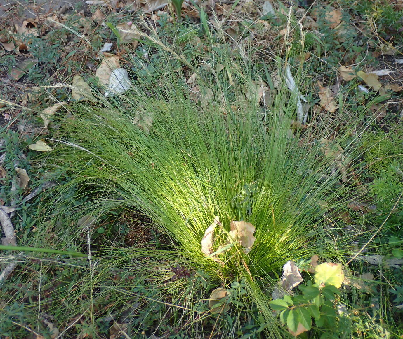 Image of Ficinia acuminata (Nees) Nees