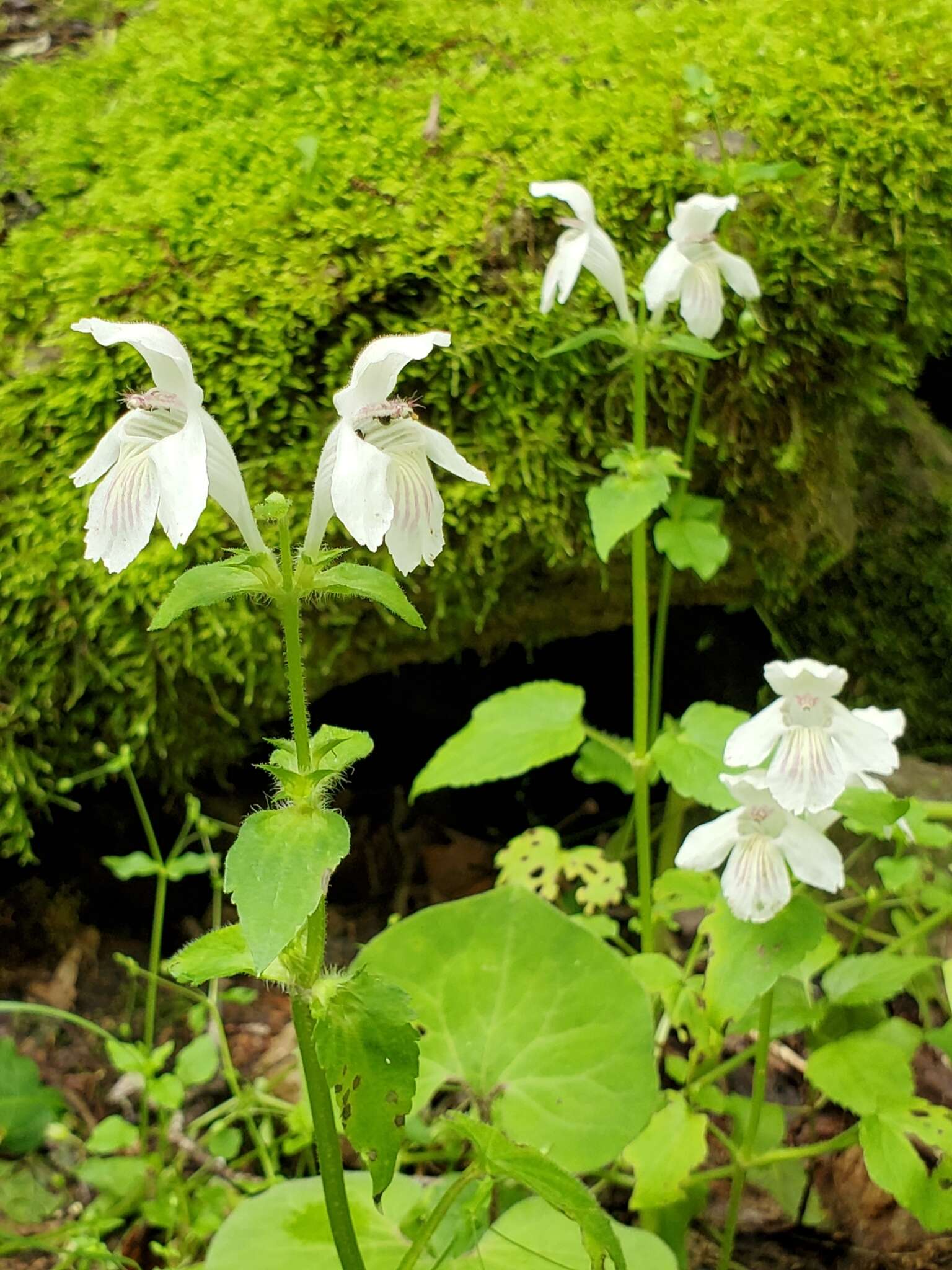 Image of Guyandotte-Beauty