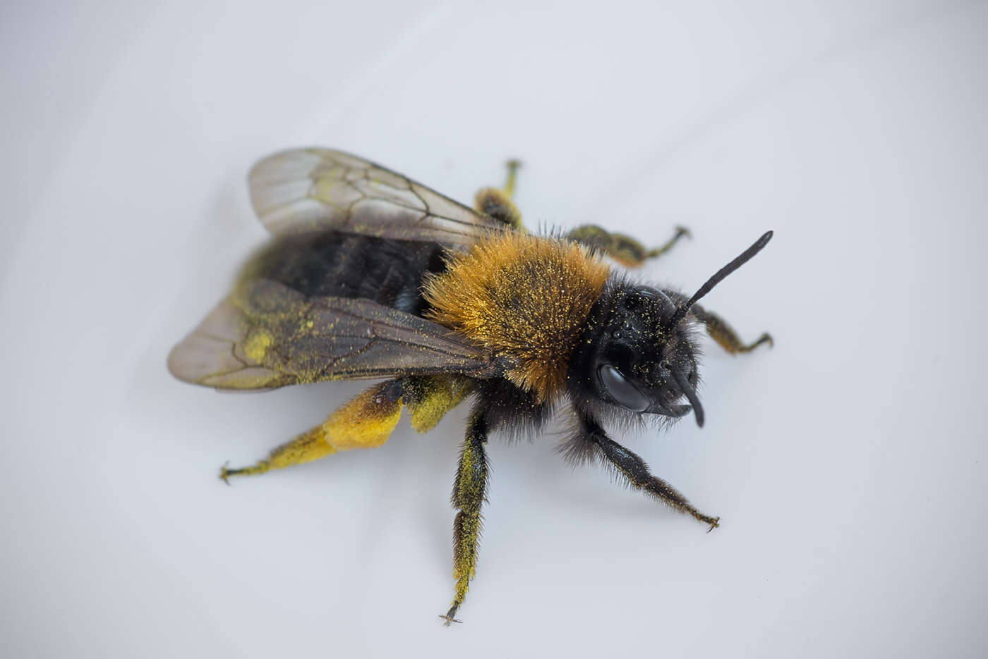 Image of Clark's Andrena